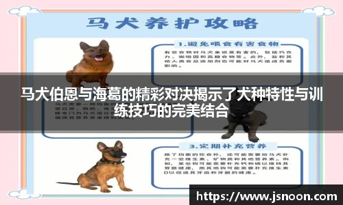 马犬伯恩与海葛的精彩对决揭示了犬种特性与训练技巧的完美结合
